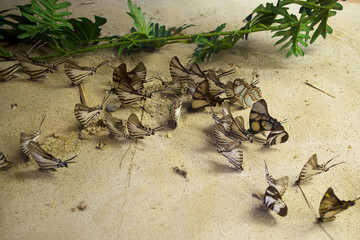 Different colorful butterflies