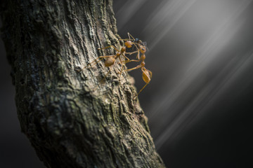 Macro shot ants with they activities