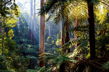 Natife Australisch regenwoud - eucalyptusbomen en varens