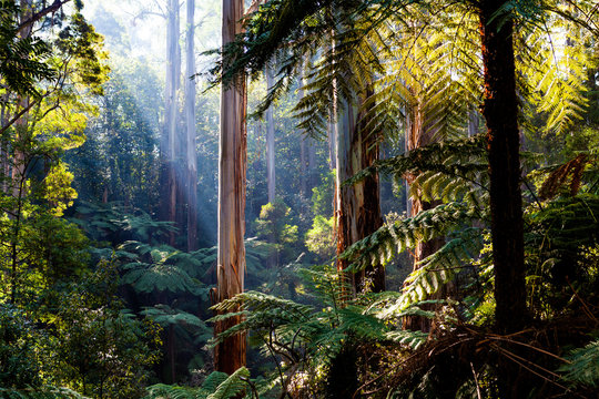 Fototapeta Natife Australian rainforest - eucalyptus trees and ferns