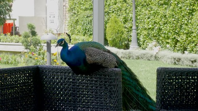 A peacock perches on a garden patio seat and watches small birds and butterflies