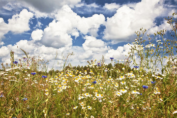 a field of brightly colored wild flowers on a sunny summer day