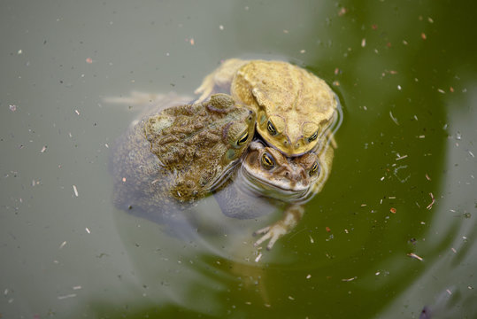ranas