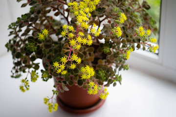 Aichrizon, tree of love. Flower on the windowsill