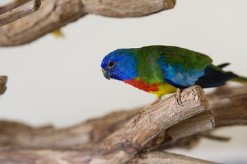 łąkówka wspaniała papuga