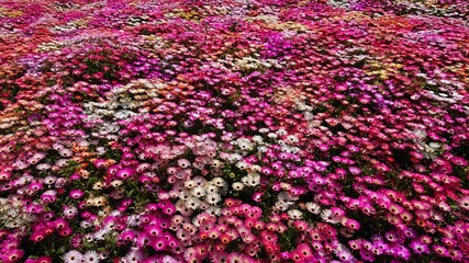 花畑