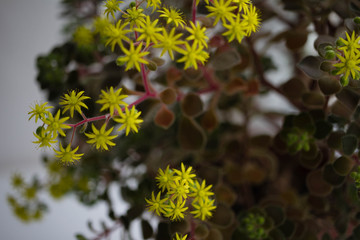 Flower on the windowsill. Aichrizon, tree of love