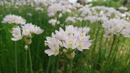 小さな花