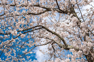 Beautiful cherry blossom sakura in spring time over blue sky