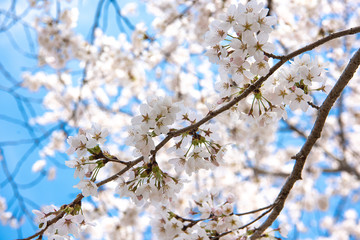 Beautiful cherry blossom sakura in spring time over blue sky