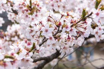 Beautiful cherry blossom sakura in spring time.