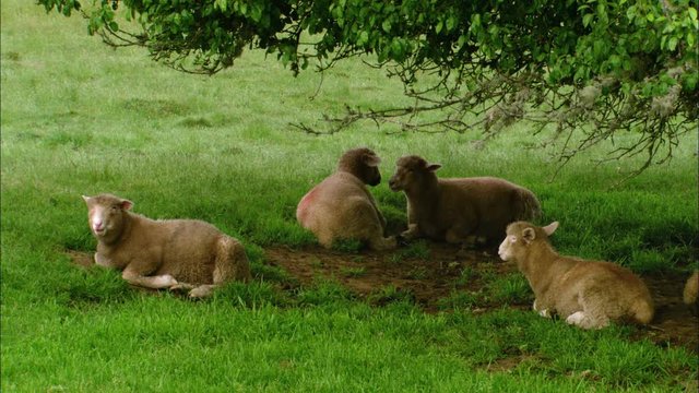 Four ewes lying under tree in green grass