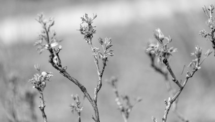 background of black and white (tinted) plant images