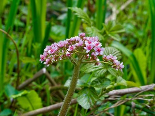 Marsh Valerian 