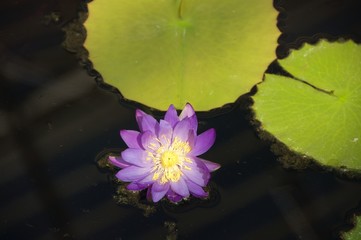 kwiat lilii na wodzie