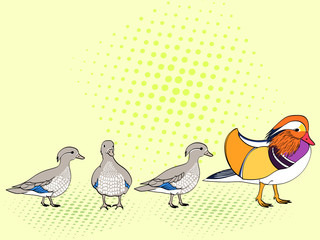 Pop Art. Vector of imitation retro comic style. The family bird, Mandarin duck, goose. ducklings young children
