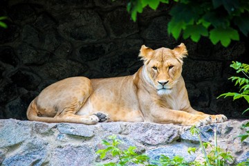 Naklejka na ściany i meble a lion in the zoo. selective focus.