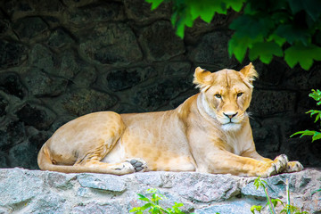 a lion in the zoo. selective focus.