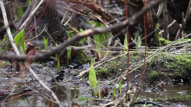 roitelet &agrave; couronne dor&eacute;e