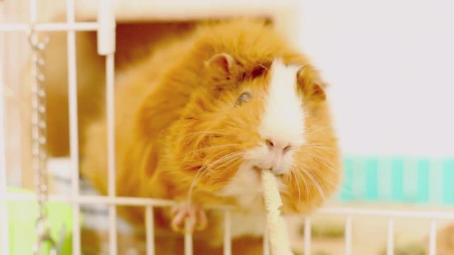 Abyssinian guinea pig