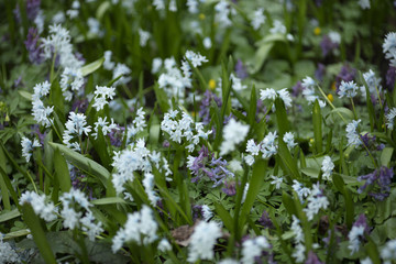 Fototapeta premium White and blue flowers on a blurred background of plants