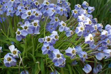 niebieskie wiosenne kwiaty w ogrodzie