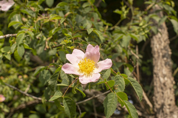 Bah&ccedil;eler,&ccedil;i&ccedil;ekler