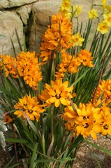 fragment wiosennego ogrodu z pomarańczowymi kwiatami