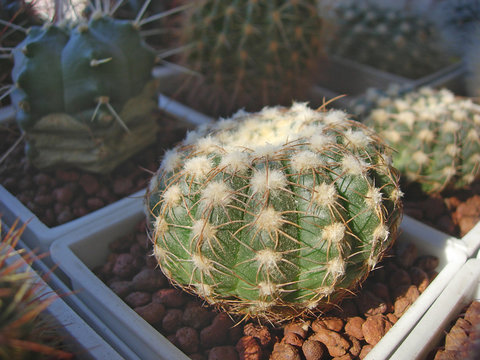 Cactus Notocactus uebelmannianus HU78 with wooly top.