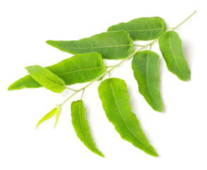 fresh eucalyptus leaves isolated on white