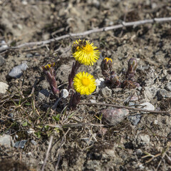 Honey bee on yellow flower