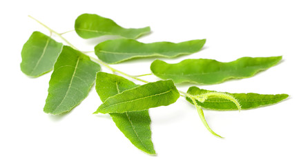 fresh eucalyptus leaves isolated on white