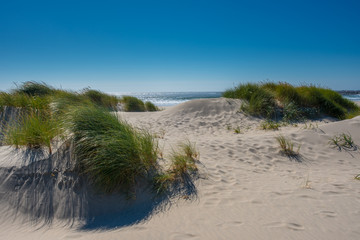 Sand Dunes Look Over Pacific Ocean