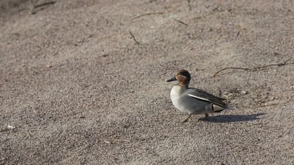 anas crecca   kricka