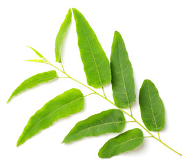 fresh eucalyptus leaves isolated on white