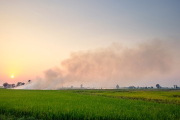 Fototapeta premium Fire and Smoke in the Rice Field