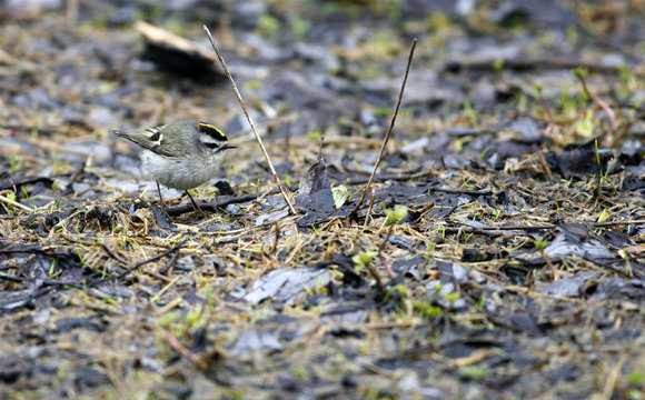 roitelet &agrave; couronne dor&eacute;e
