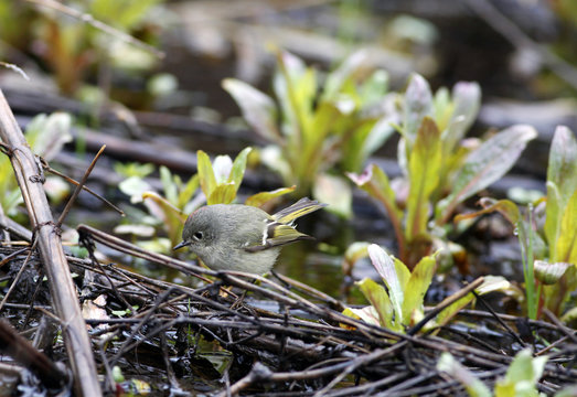 roitelet &agrave; couronne rubis