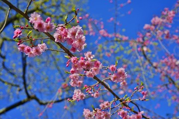 Pink blossoms of a weeping cherry prunus tree in spring
