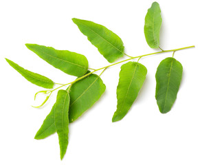 Obraz premium fresh eucalyptus leaves isolated on white
