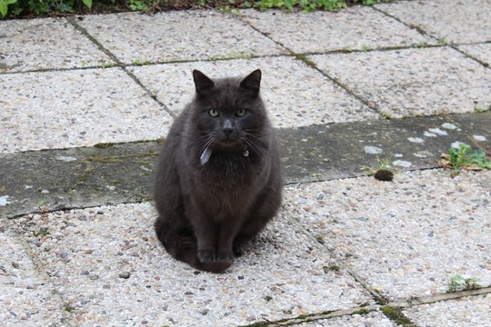 Dark grey cat