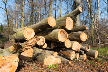 Nach Sturmschaden gefällte und zum Abtransport vorbereitete Baumstämme