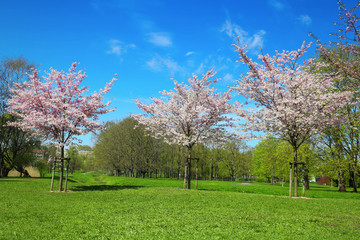 Sakura trees in park on sunny april day