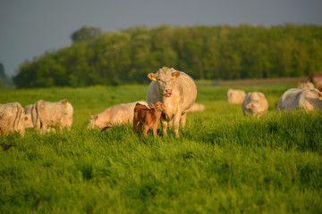 Cows and calf on the pasture