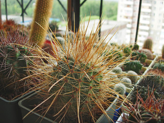Cactus Parodia maxima RH2078d with long strong spines.