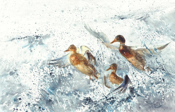 three ducks in the sea splatter watercolor background