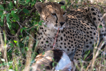 Portrait of large cheetah with prey.  Masai Mara, Kenya