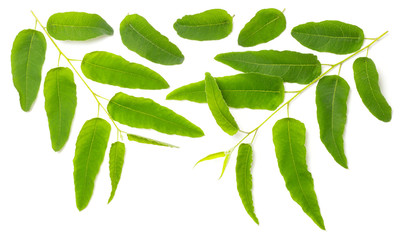 fresh eucalyptus leaves isolated on white