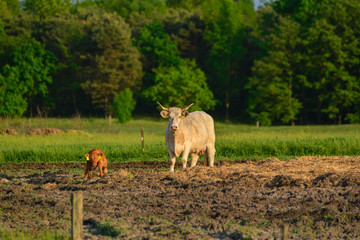 Cows and calf on the pasture