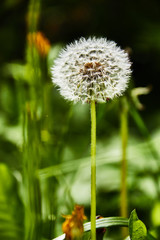 Dandelions on a sunny day./Wind, Dandelion Seed, Flying, Plant, Seed
